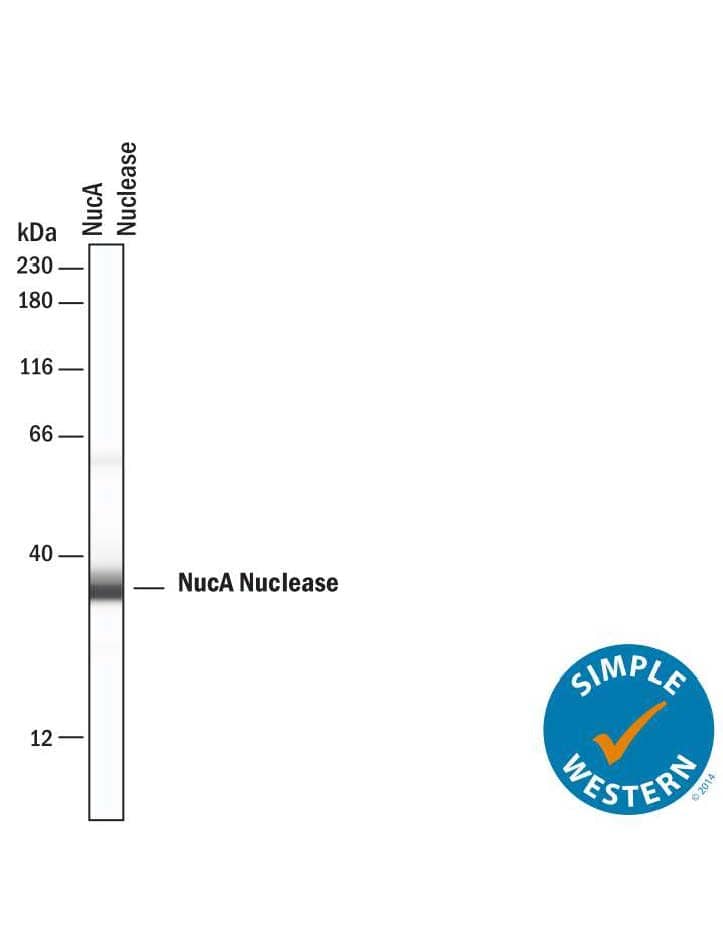 Detection of NucA nuclease antibody by Simple WesternTM.
