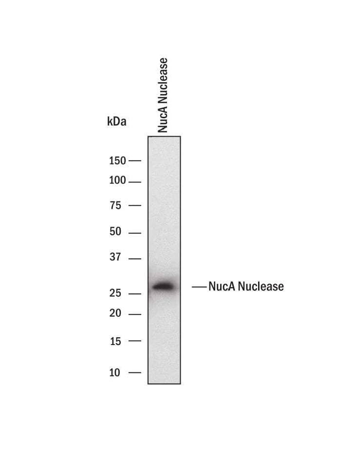 Detection of NucA nuclease antibody by Western Blot.