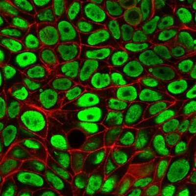Immunocytochemistry/ Immunofluorescence: Nuclear Antigen Antibody (235-1) [NBP2-34342]