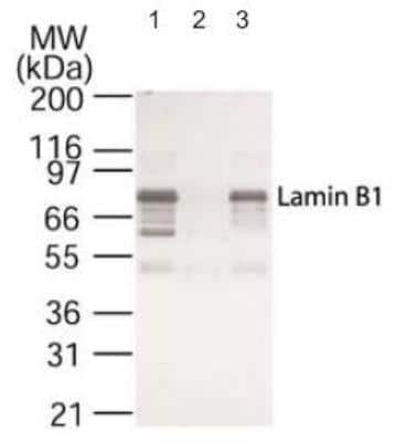 Western Blot: Nuclear Extraction Kit [NBP2-29447]