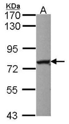 Western Blot: Nuclear Factor Erythroid 2 Related Factor 1 Antibody [NBP2-15045]