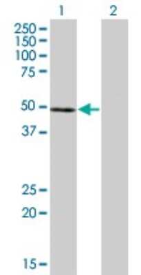 Western Blot: Nuclear Factor Erythroid Derived 2 Antibody (2C6) [H00004778-M01]