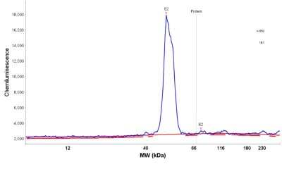 Simple Western: Nuclear Factor Erythroid Derived 2 Antibody [NBP1-82580]