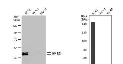 Western Blot: Nuclear Factor Erythroid Derived 2 Antibody [NBP1-31540]