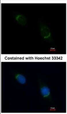 Immunocytochemistry/ Immunofluorescence: Nucleobindin 1 Antibody [NBP2-19601]