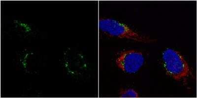 Immunocytochemistry/ Immunofluorescence: Nucleobindin 1 Antibody [NBP2-19601]