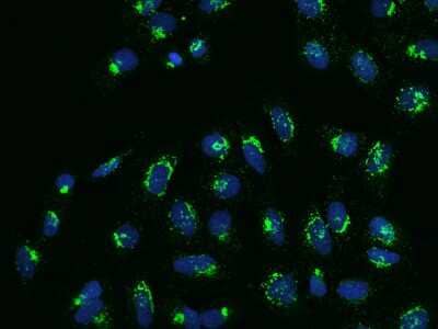 Immunocytochemistry/ Immunofluorescence: Nucleobindin 1 Antibody [NBP2-97441]