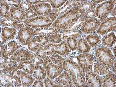 Immunohistochemistry-Paraffin: Nucleobindin 1 Antibody [NBP2-19601]