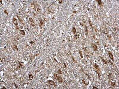 Immunohistochemistry-Paraffin: Nucleobindin 1 Antibody [NBP2-19601]