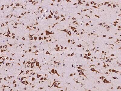 Immunohistochemistry-Paraffin: Nucleobindin 1 Antibody [NBP2-97441]