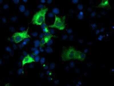 Immunocytochemistry/ Immunofluorescence: Nucleobindin 1 Antibody (OTI1A5) - Azide and BSA Free [NBP2-73086]