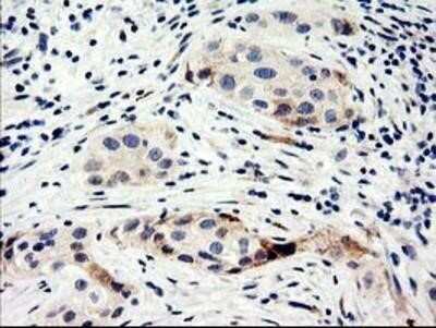 Immunohistochemistry: Nucleobindin 1 Antibody (OTI1A5) - Azide and BSA Free [NBP2-73086]