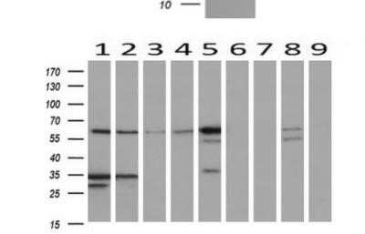 Western Blot: Nucleobindin 1 Antibody (OTI1A5)Azide and BSA Free [NBP2-73086]