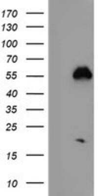 Western Blot: Nucleobindin 1 Antibody (OTI1A5)Azide and BSA Free [NBP2-73086]