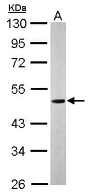 Western Blot: Nucleobindin 1 Antibody [NBP2-19601]