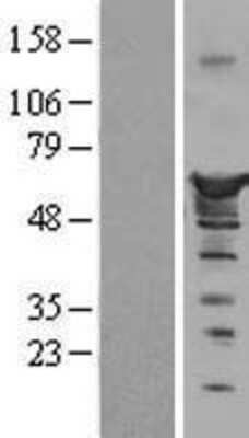 Western Blot: Nucleobindin 1 Overexpression Lysate [NBL1-13848]