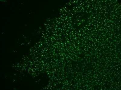 Immunocytochemistry/ Immunofluorescence: Nucleolin Antibody (364-5 + NCL/902) - Azide and BSA Free [NBP2-47862]