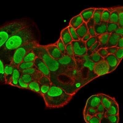 Immunocytochemistry/ Immunofluorescence: Nucleolin Antibody (364-5) - Azide and BSA Free [NBP2-47861]