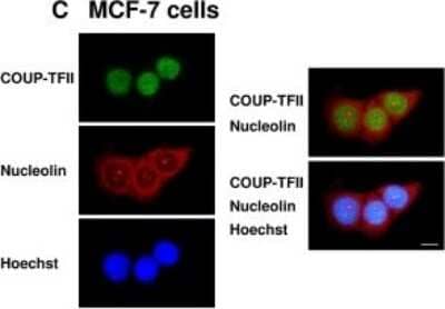 Immunocytochemistry/ Immunofluorescence: Nucleolin Antibody [NB600-241]