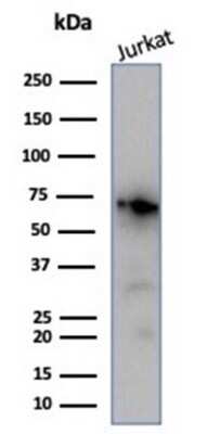 Western Blot: Nucleolin Antibody (NCL/7014R)Azide and BSA Free [NBP3-11038]