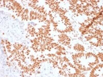 Immunohistochemistry-Paraffin: Nucleolin Antibody (NCL/902) - Azide and BSA Free [NBP2-47860]