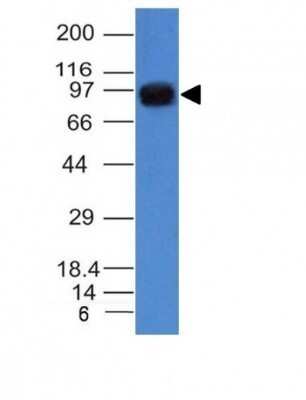 Western Blot: Nucleolin Antibody (NCL/902)Azide and BSA Free [NBP2-47860]