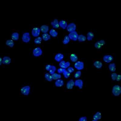 Immunocytochemistry/ Immunofluorescence: Nucleolin Antibody (NCL/902) [NBP2-44610]