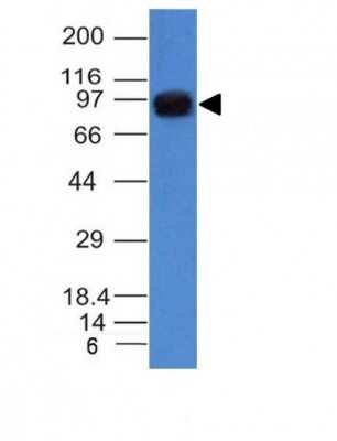 Western Blot: Nucleolin Antibody (NCL/902) [NBP2-44610]