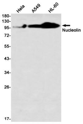 Western Blot: Nucleolin Antibody (S08-6H3) [NBP3-19897]