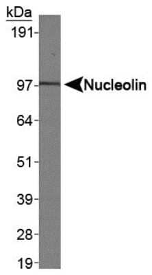 Western Blot: Nucleolin Antibody [NB100-1920]