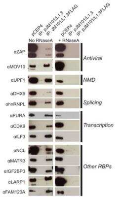 Western Blot: Nucleolin Antibody [NB100-1920]