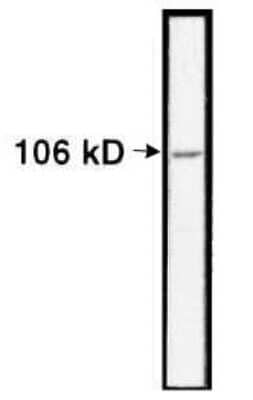 Western Blot: Nucleolin Antibody [NB600-241]