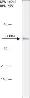 Western Blot: NPM1 Antibody (FC82291) [NB600-1030]