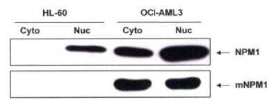 Western Blot: NPM1 AntibodyBSA Free [NB110-61646]