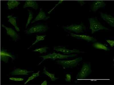 Immunocytochemistry/ Immunofluorescence: Nucleoplasmin-2 Antibody (5E9) [H00010361-M03]