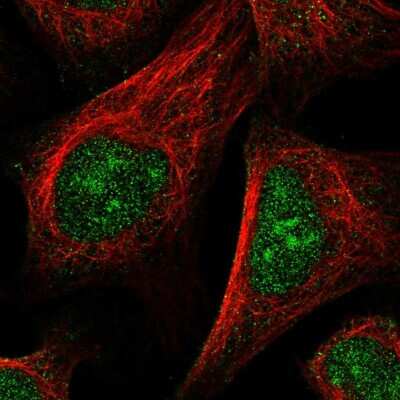 Immunocytochemistry/ Immunofluorescence: Nucleoplasmin-2 Antibody [NBP2-13673]