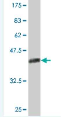 Western Blot: Nucleoplasmin-3 Antibody (3F2) [H00010360-M02]