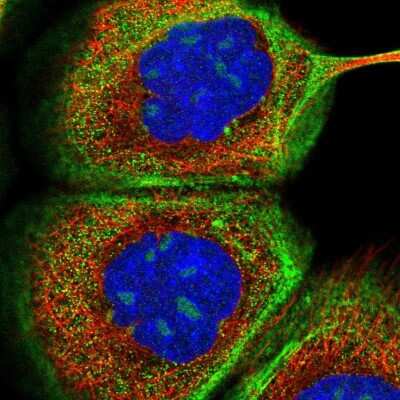 Immunocytochemistry/ Immunofluorescence: Nucleoplasmin-3 Antibody [NBP1-90907]