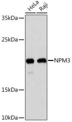 Western Blot: Nucleoplasmin-3 AntibodyAzide and BSA Free [NBP3-15545]