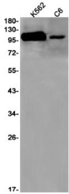 Western Blot: Nucleoporin 107 Antibody (S06-9K7) [NBP3-19725]