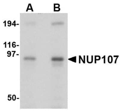 Western Blot: Nucleoporin 107 AntibodyBSA Free [NBP1-76926]