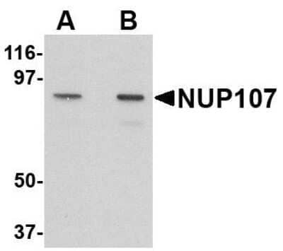 Western Blot: Nucleoporin 107 AntibodyBSA Free [NBP1-76927]