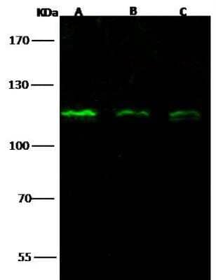 Western Blot: Nucleoporin 107 Antibody [NBP2-99074]