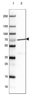 Western Blot: Nucleoporin NUP85 Antibody [NBP2-31860]