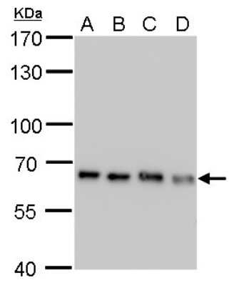 Western Blot: NUP62 Antibody (252) [NBP2-43589]