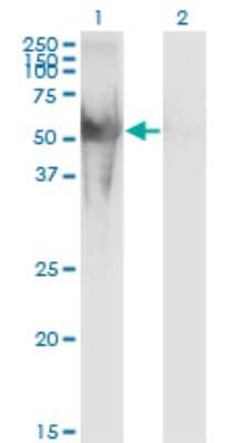 Western Blot: NUP62 Antibody (2D3) [H00023636-M02]