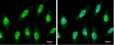 Immunocytochemistry/ Immunofluorescence: NUP62 Antibody [NBP1-31381]