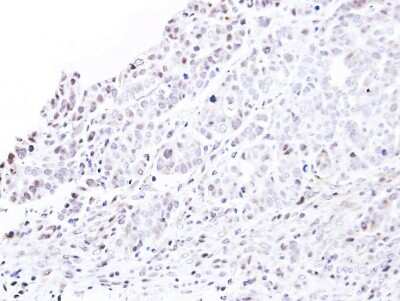 Immunohistochemistry-Paraffin: NUP62 Antibody [NBP1-31381]