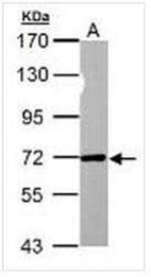 Western Blot: NUP62 Antibody [NBP1-31381]