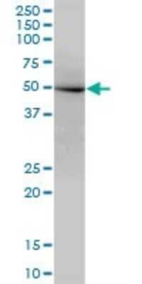 Western Blot: Nucleoredoxin Antibody [H00064359-B01P]